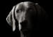 kopie---kopie---dsc-7238-resize.jpg